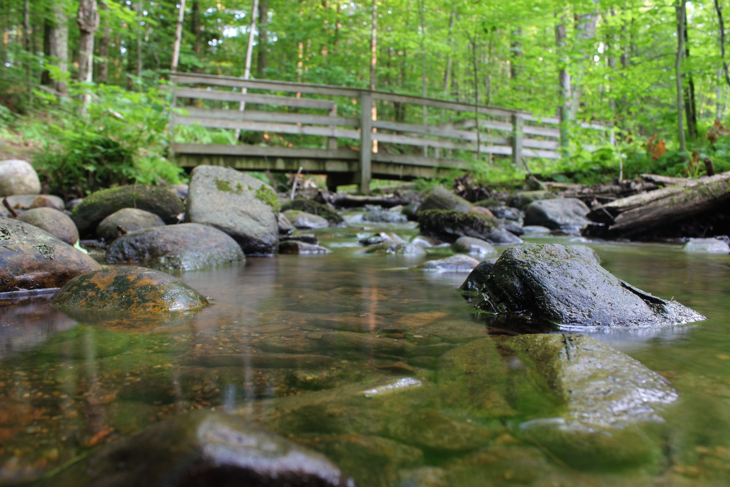 Summer Discovery Hikes in Partnership with Wilton Wildlife Preserve & Park