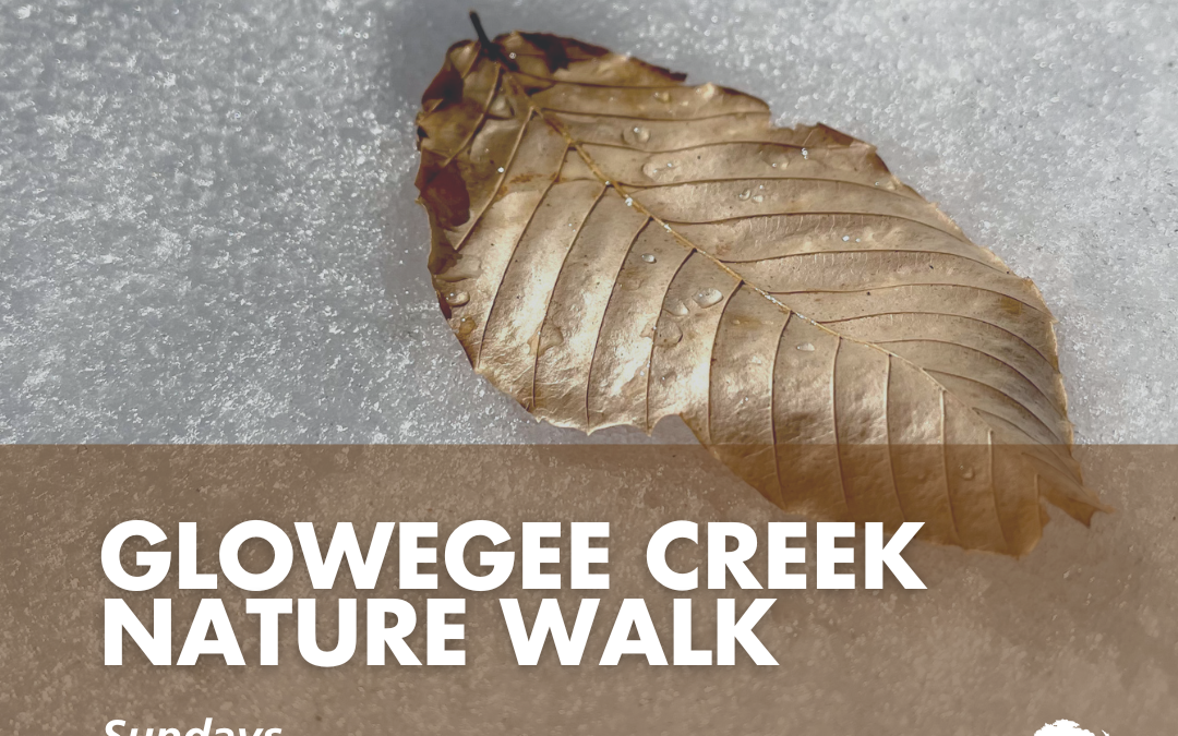 Guided Winter Walks – Glowegee Creek Preserve