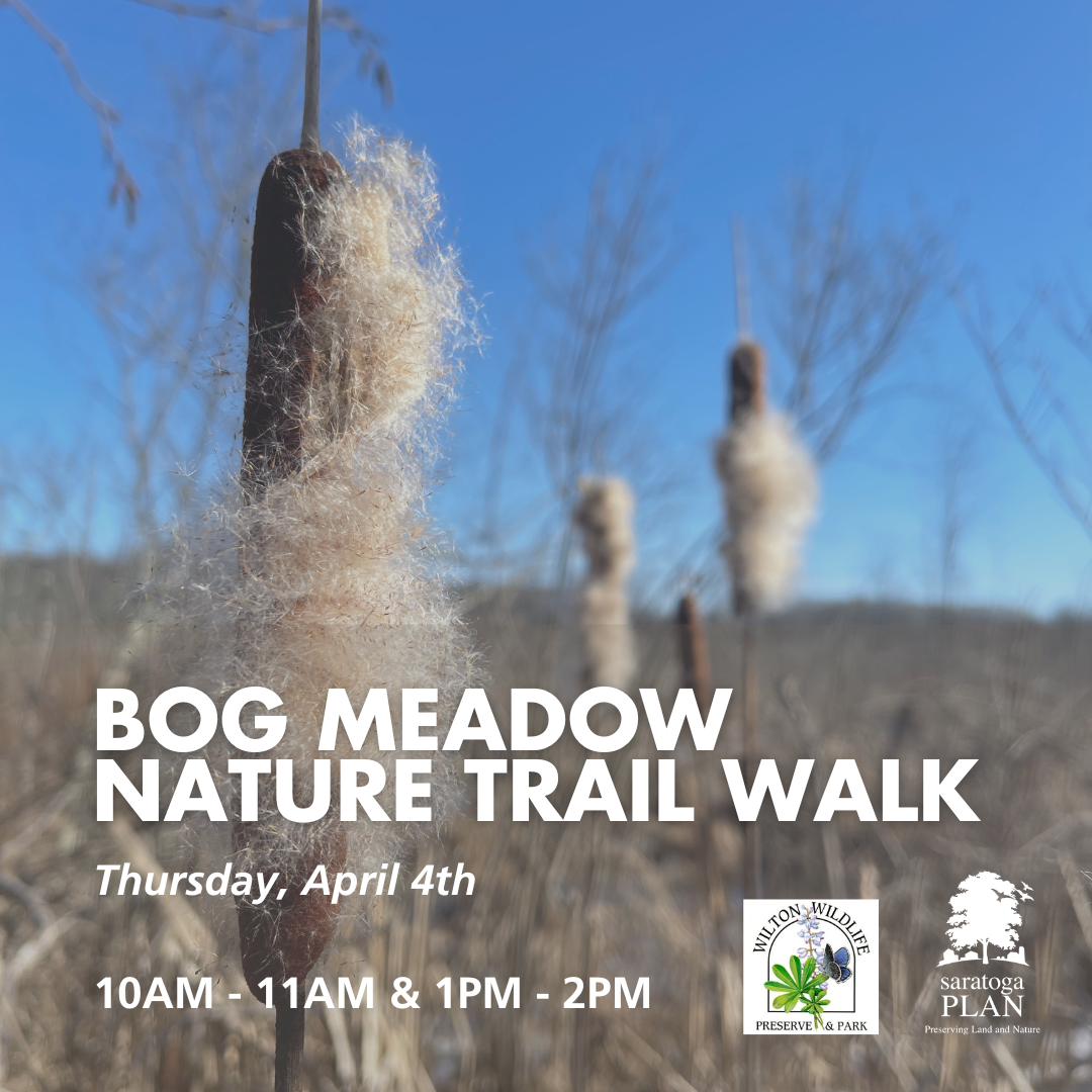 Guided Walk - Bog Meadow Brook Nature Trail