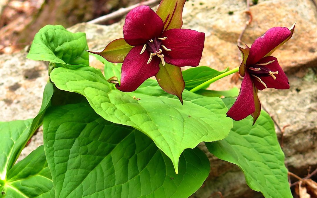 Spring Wildflower Walk