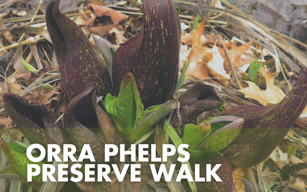 Guided Walk – Orra Phelps Nature Preserve