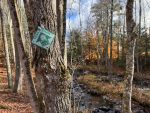 Guided Hike at LeVine Preserve
