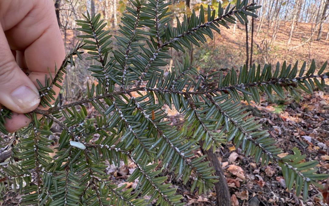 Snake Hill – A Frontline in the Fight Against Hemlock Woolly Adelgid 