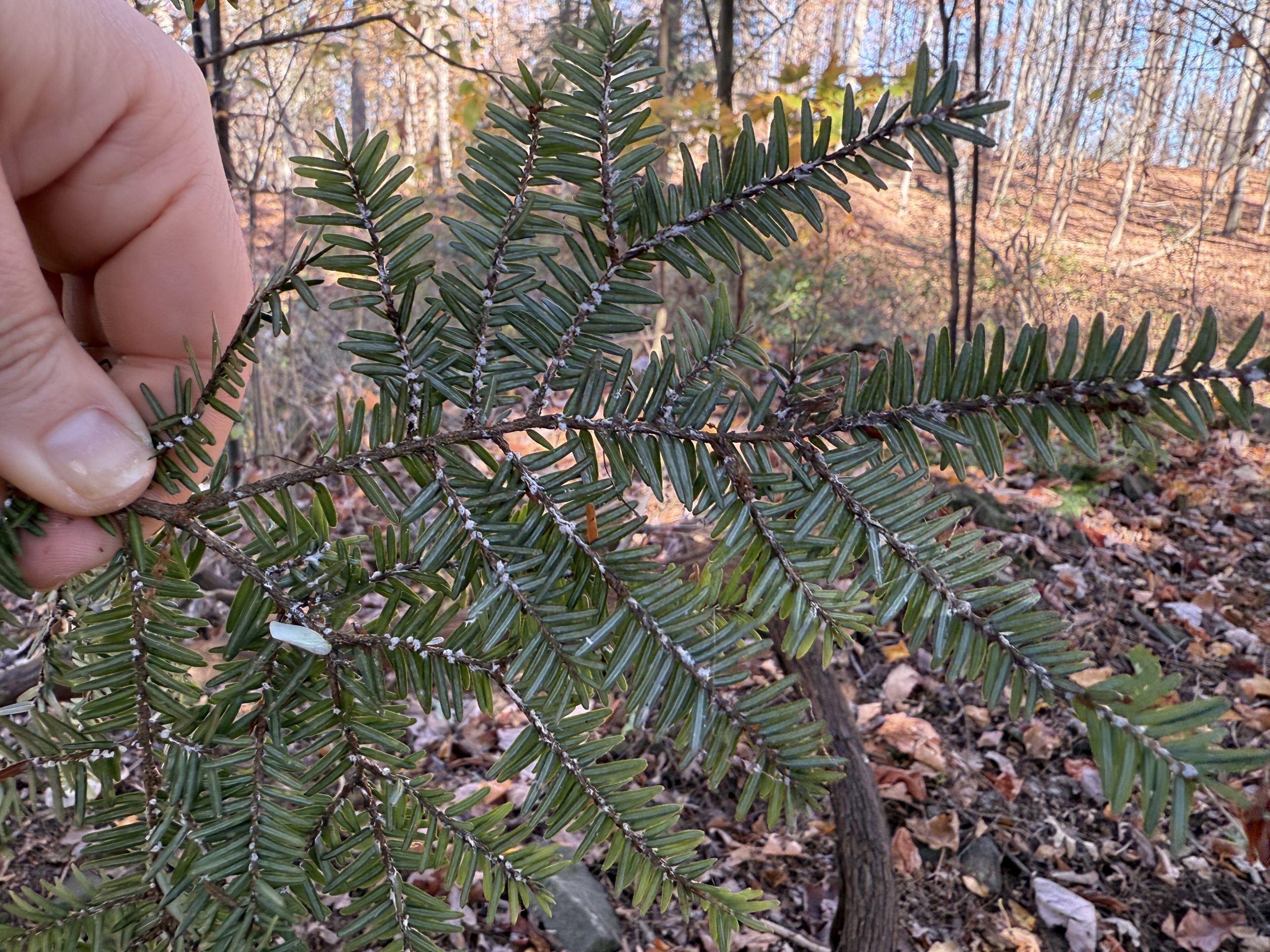 Snake Hill – A Frontline in the Fight Against Hemlock Woolly Adelgid 