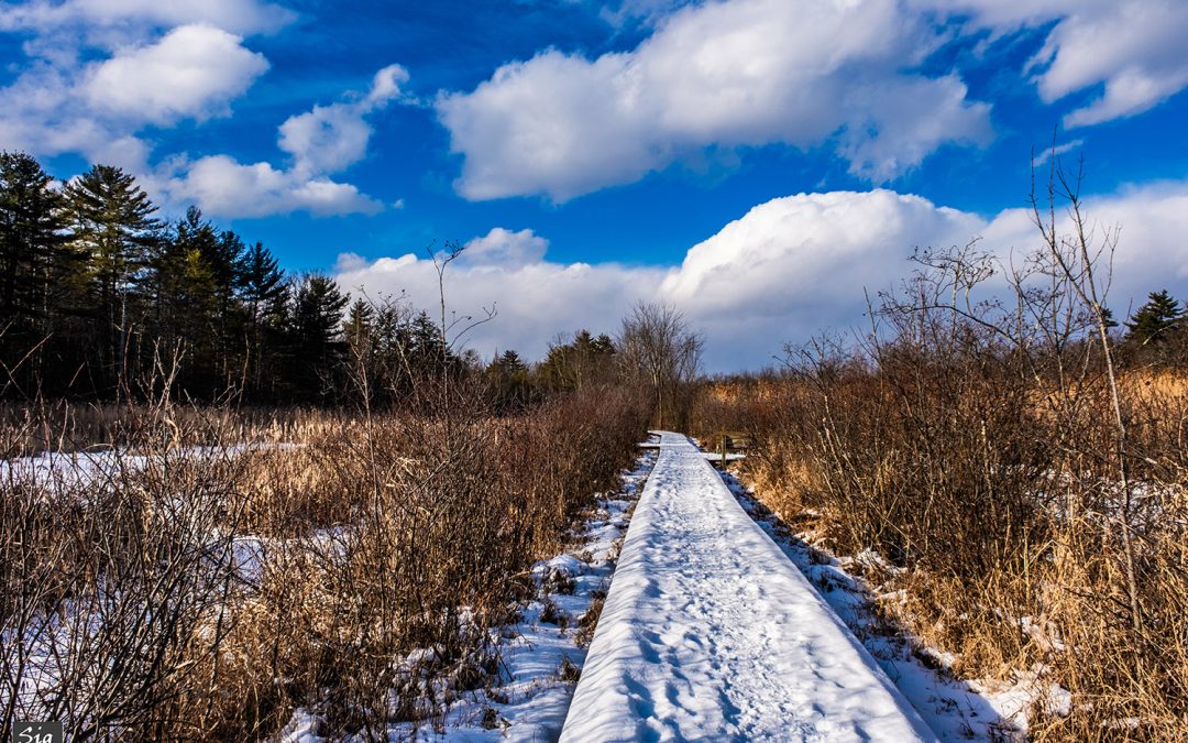 Executive Director Search