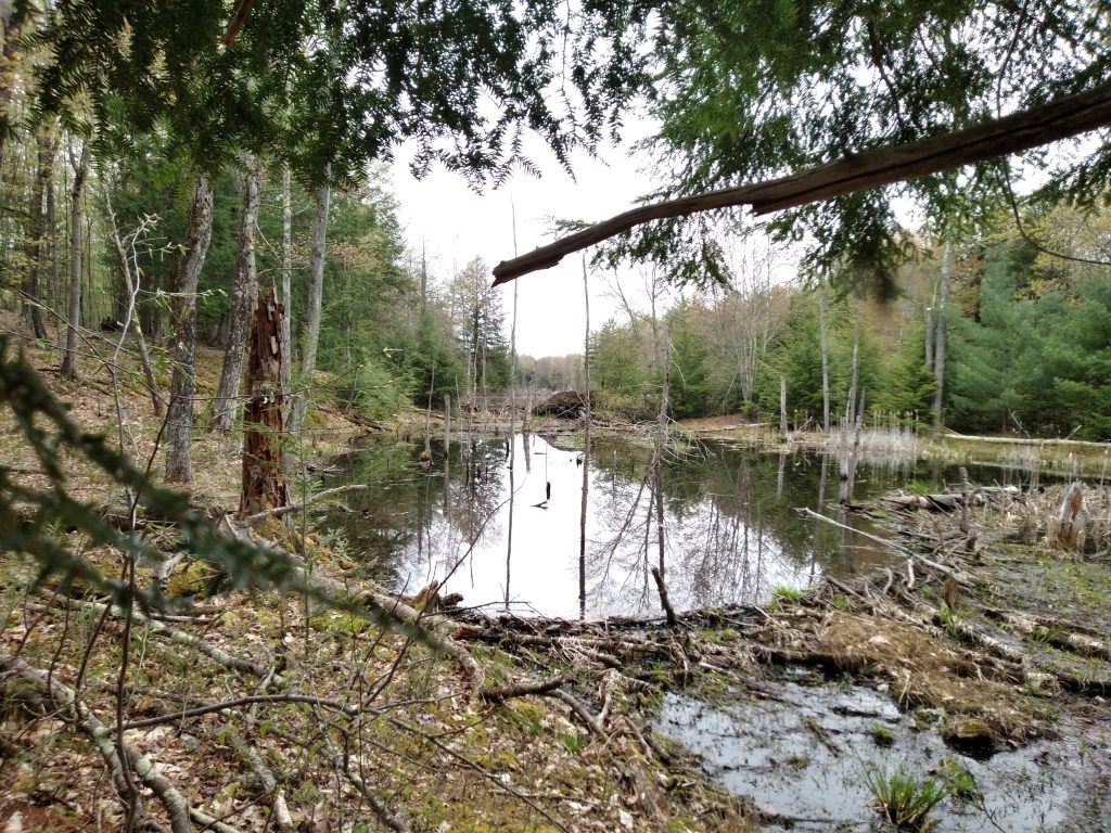 Saratoga PLAN Protects 444 Acres of Woodlands in Southern Adirondack Foothills