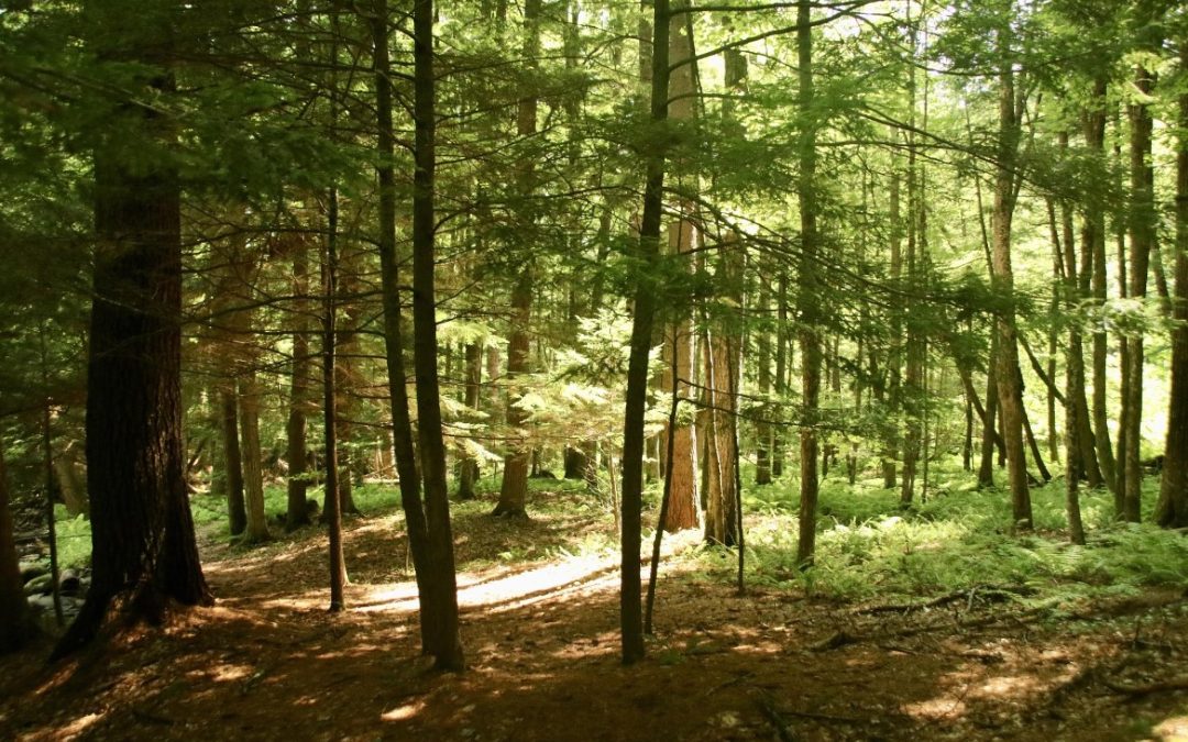 Saratoga PLAN Earns National Recognition
