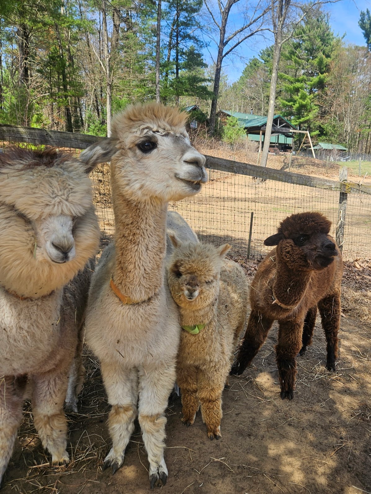 Third Annual Saratoga Farm Showcase Invites Visitors to Explore Local Farms