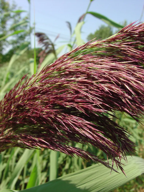 Invasive Phragmites Removal